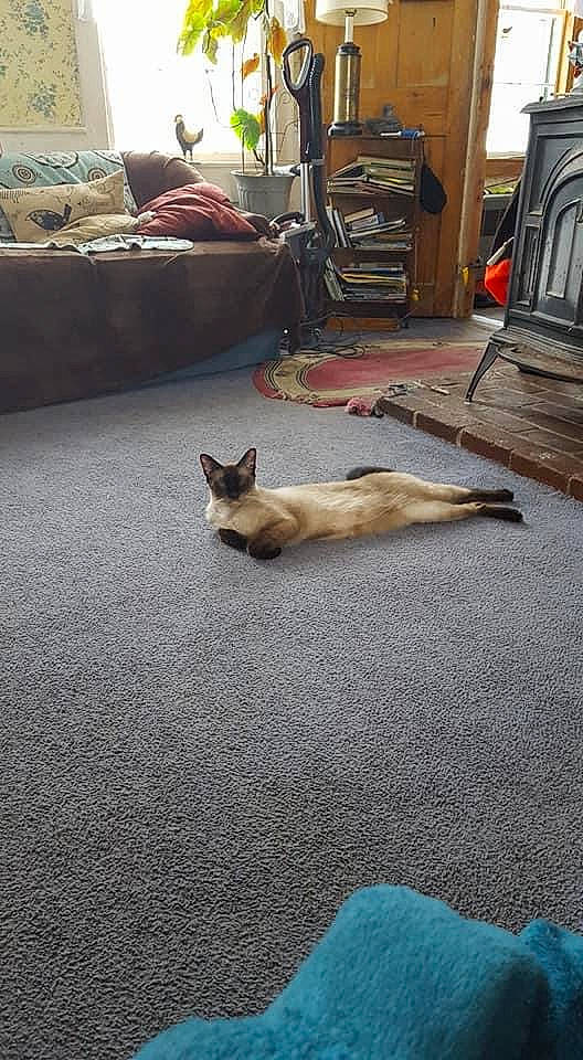 Frank joined the competition — help win amazing prizes! asphalt, blue, carnivore, cat, comfort, companion_dog, dog_breed, fawn, felidae, floor, flooring, grey, hardwood, road_surface, small_to_medium_sized_cats, snout, sporting_group, tail, whiskers, wood