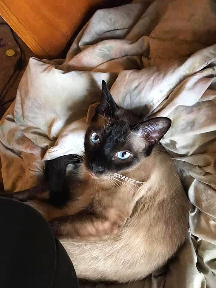 Frank joined the competition — help win amazing prizes! balinese, carnivore, cat, comfort, fawn, felidae, fur, linens, siamese, small_to_medium_sized_cats, thai, whiskers