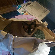 Franklin joined the competition — help win amazing prizes! cat, siamese_cat, bag, table, books, papers, indoor, curious, cozy, cluttered, furniture, reading_material, floor, textile, soft_light, shadow, domestic, pet, animal, resting