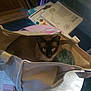 cat, siamese_cat, bag, table, books, papers, indoor, curious, cozy, cluttered, furniture, reading_material, floor, textile, soft_light, shadow, domestic, pet, animal, resting
