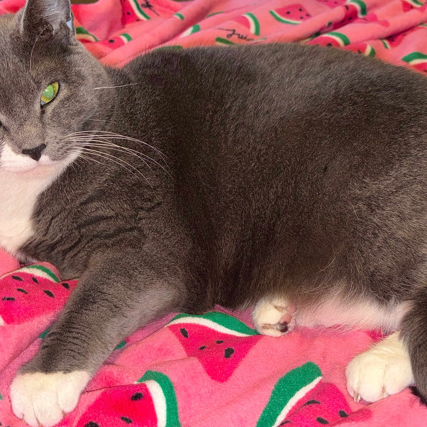 Lucky is registered to the contest to win money with this photo: abyssinian, animal, blanket, cat, kitten, manx, pet, quilt, siamese, towel