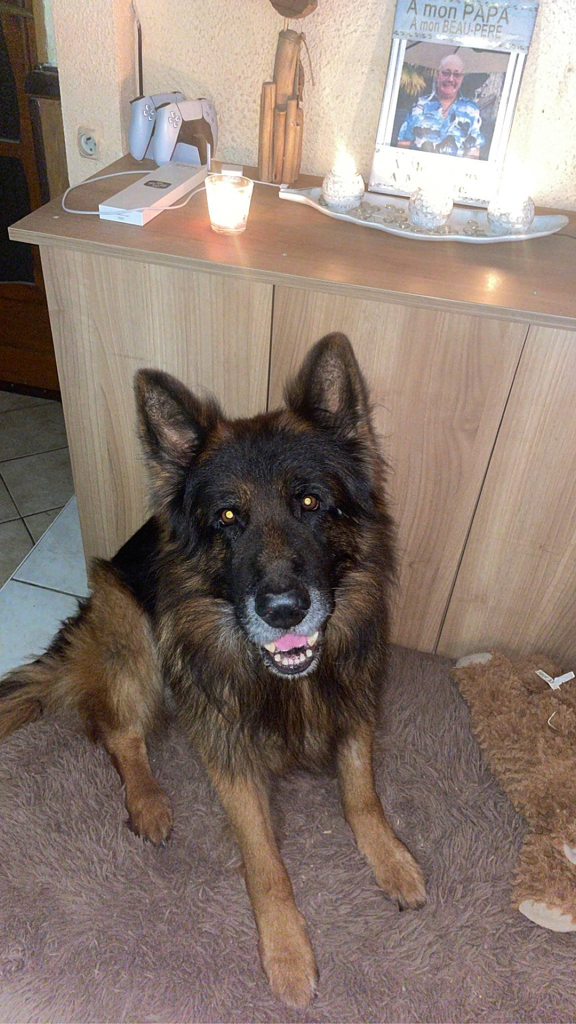 Opium a rejoint le concours — aidez-le/la à gagner de superbes lots ! bohemian_shepherd, canidae, carnivore, companion_dog, dog, dog_breed, east_european_shepherd, flooring, fur, german_shepherd_dog, guard_dog, hardwood, herding_dog, king_shepherd, old_german_shepherd_dog, snout, sporting_group, table, working_animal, working_dog