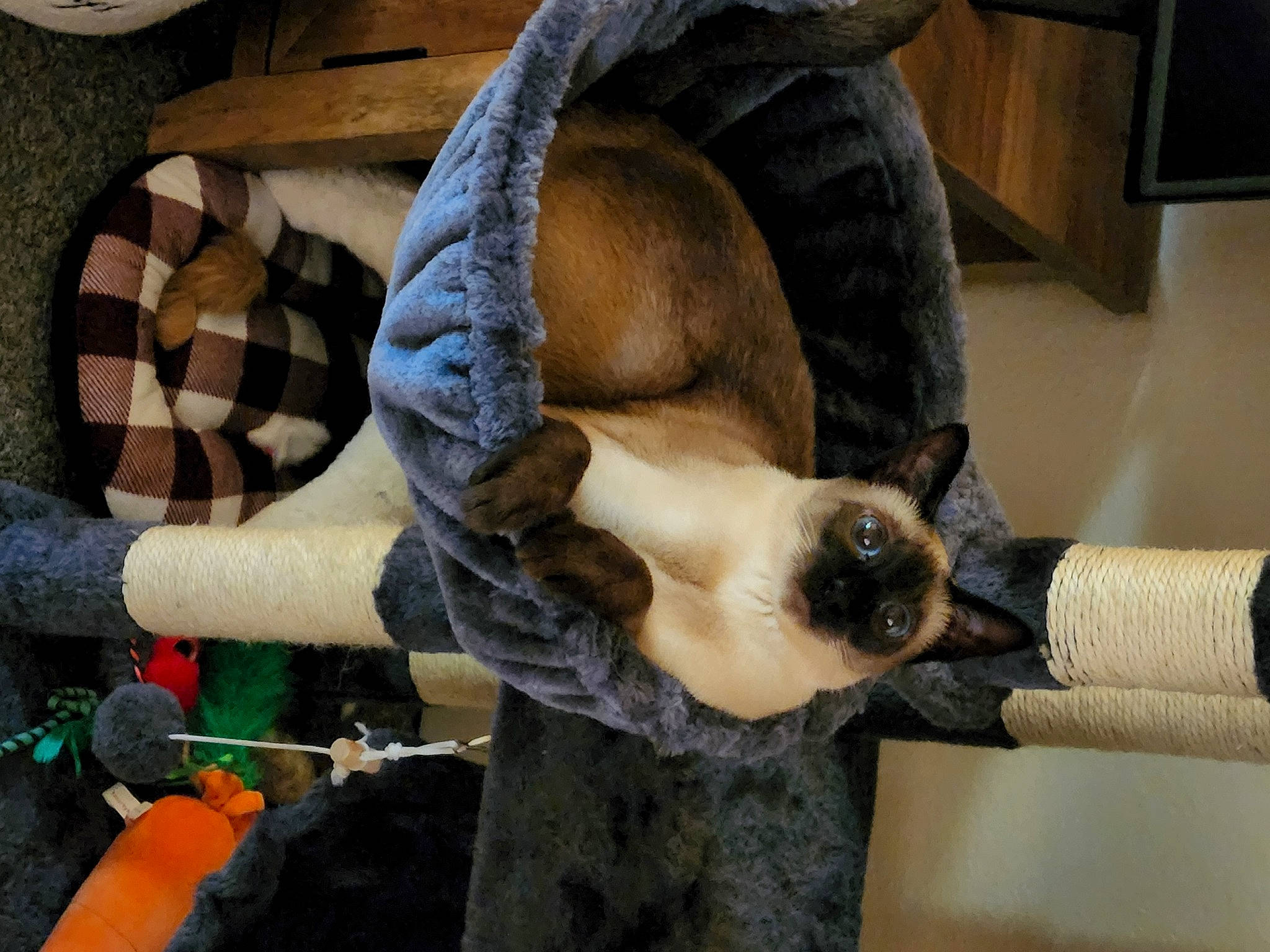 Aries joined the competition — help win amazing prizes! balinese, canidae, carnivore, cat, companion_dog, dog_breed, fawn, felidae, fur, human_leg, pattern, pet_supply, plaid, siamese, small_to_medium_sized_cats, sporting_group, tail, tartan, wood, working_animal