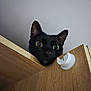 Linux a rejoint le concours — aidez-le/la à gagner de superbes lots ! black_cat, cat, pet, animal, curious, wood, indoor, face, ears, eyes, feline, closeup, looking, peeking, cute, domestic, mammal, whiskers, nose, funny