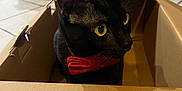 Linux a rejoint le concours — aidez-le/la à gagner de superbes lots ! cat, black_cat, yellow_eyes, red_bow_tie, cardboard_box, indoor, floor_tiles, appliance, washer, household, pet, feline, curious, close_up, animal, domestic_animal, looking_away, sitting, box, cute