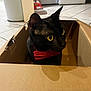 cat, black_cat, yellow_eyes, red_bow_tie, cardboard_box, indoor, floor_tiles, appliance, washer, household, pet, feline, curious, close_up, animal, domestic_animal, looking_away, sitting, box, cute
