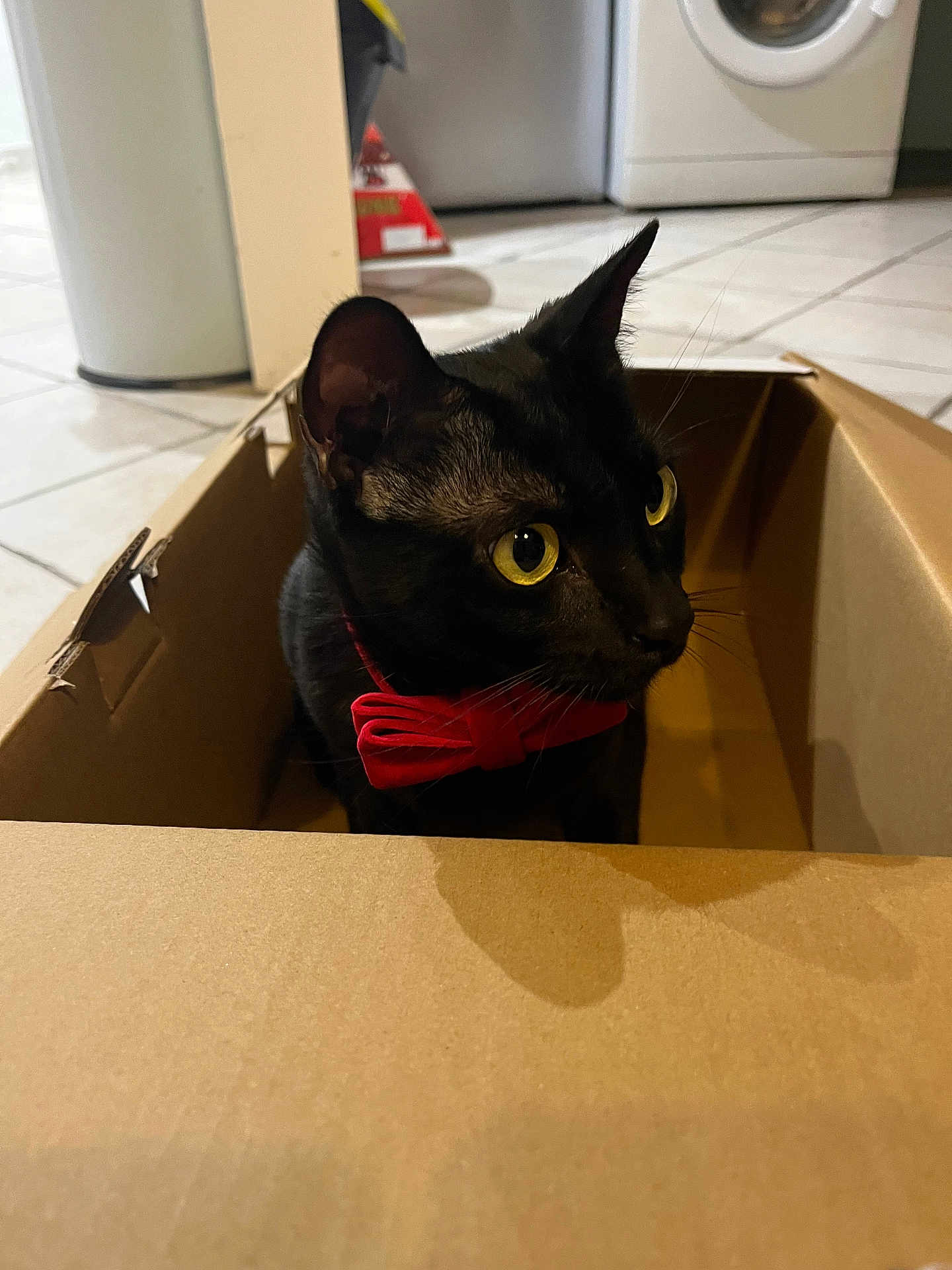 Linux a rejoint le concours — aidez-le/la à gagner de superbes lots ! cat, black_cat, yellow_eyes, red_bow_tie, cardboard_box, indoor, floor_tiles, appliance, washer, household, pet, feline, curious, close_up, animal, domestic_animal, looking_away, sitting, box, cute