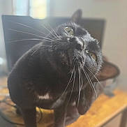 Linux participe au concours pour gagner de l'argent avec cette photo : black_cat, cat, whiskers, close_up, curious, pet, animal, indoor, feline, face, ears, eyes, fur, table, blurred_background, domestic, mammal, cute, looking_up, portrait