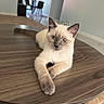cat, kitten, cream_fur, blue_eyes, dark_ears, crossed_paws, sitting, indoors, wooden_table, furniture, home, dining_area, floor, chair, window, portrait, pet, cute, alert, relaxed