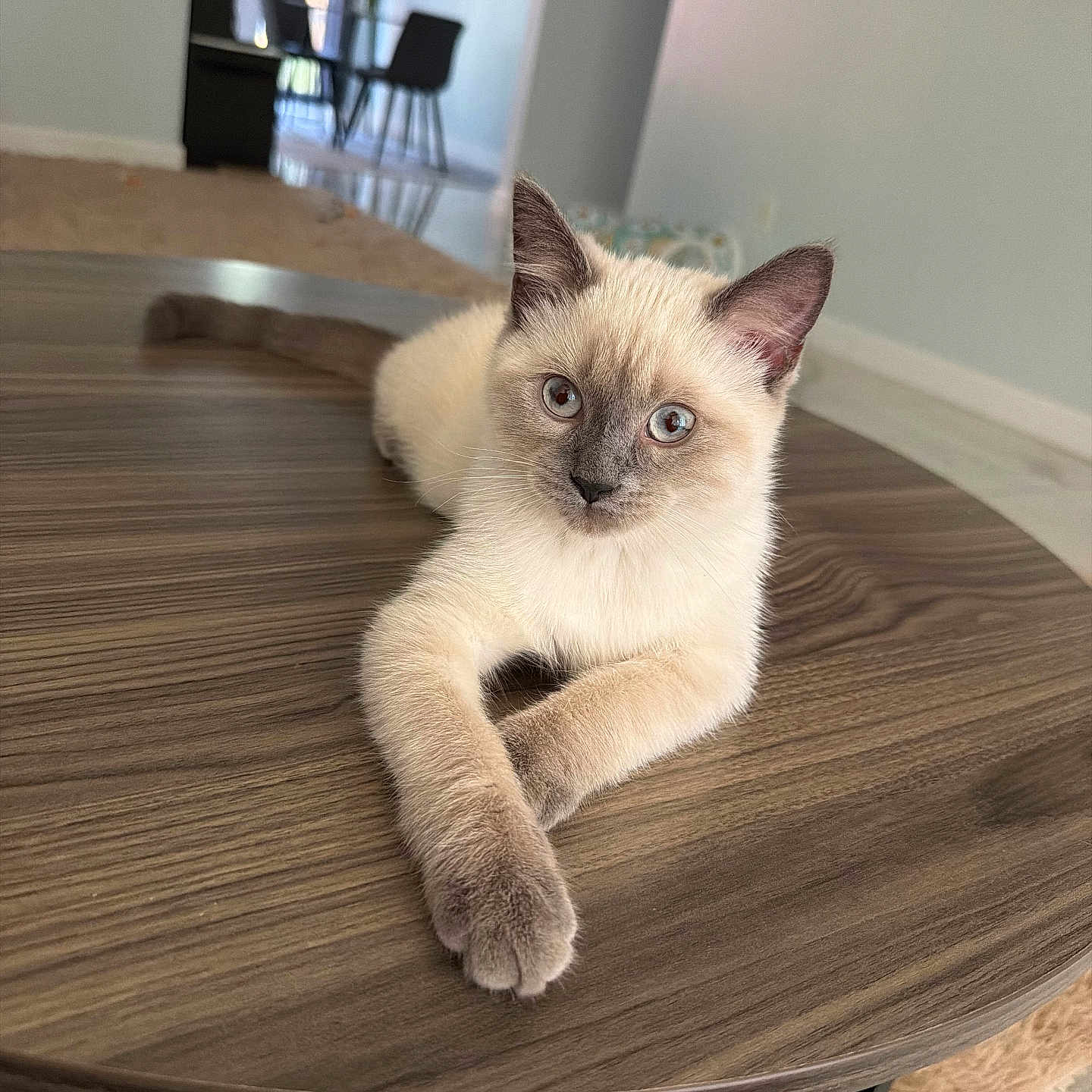 Felix is registered to the contest to win money with this photo: cat, kitten, cream_fur, blue_eyes, dark_ears, crossed_paws, sitting, indoors, wooden_table, furniture, home, dining_area, floor, chair, window, portrait, pet, cute, alert, relaxed