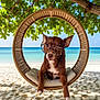 animal, beach, canine, cushion, dog, glasses, leaves, nature, ocean, outdoor, pet, portrait, relaxing, sand, summer, sunny, swing_chair, tree, tropical, vacation