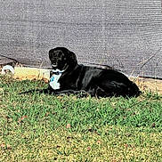 Taz is registered to the contest to win money with this photo: dog, black_dog, grass, outdoor, sunlight, backyard, relaxed, pet, animal, white_chest, collar, fence, texture, nature, canine, daylight, lying_down, summer, shade, resting