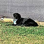 dog, black_dog, grass, outdoor, sunlight, backyard, relaxed, pet, animal, white_chest, collar, fence, texture, nature, canine, daylight, lying_down, summer, shade, resting