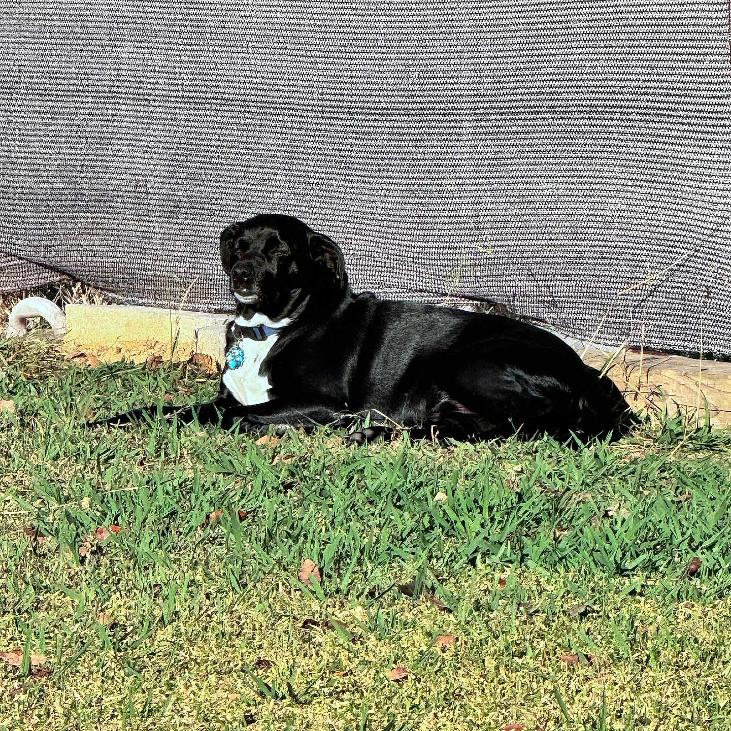 Taz is registered to the contest to win money with this photo: animal, backyard, black_dog, canine, collar, daylight, dog, fence, grass, lying_down, nature, outdoor, pet, relaxed, resting, shade, summer, sunlight, texture, white_chest