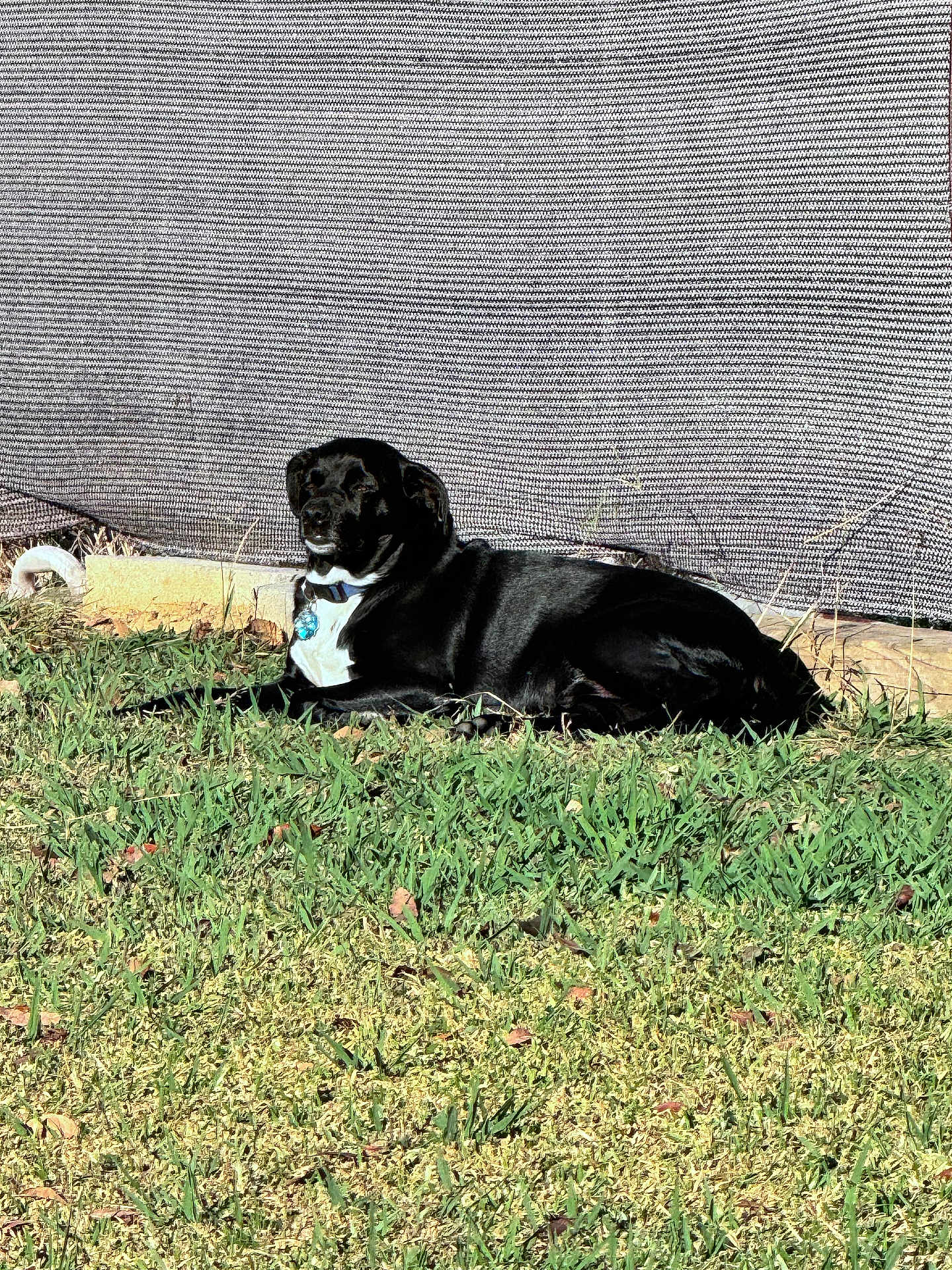 Taz is registered to the contest to win money with this photo: dog, black_dog, grass, outdoor, sunlight, backyard, relaxed, pet, animal, white_chest, collar, fence, texture, nature, canine, daylight, lying_down, summer, shade, resting