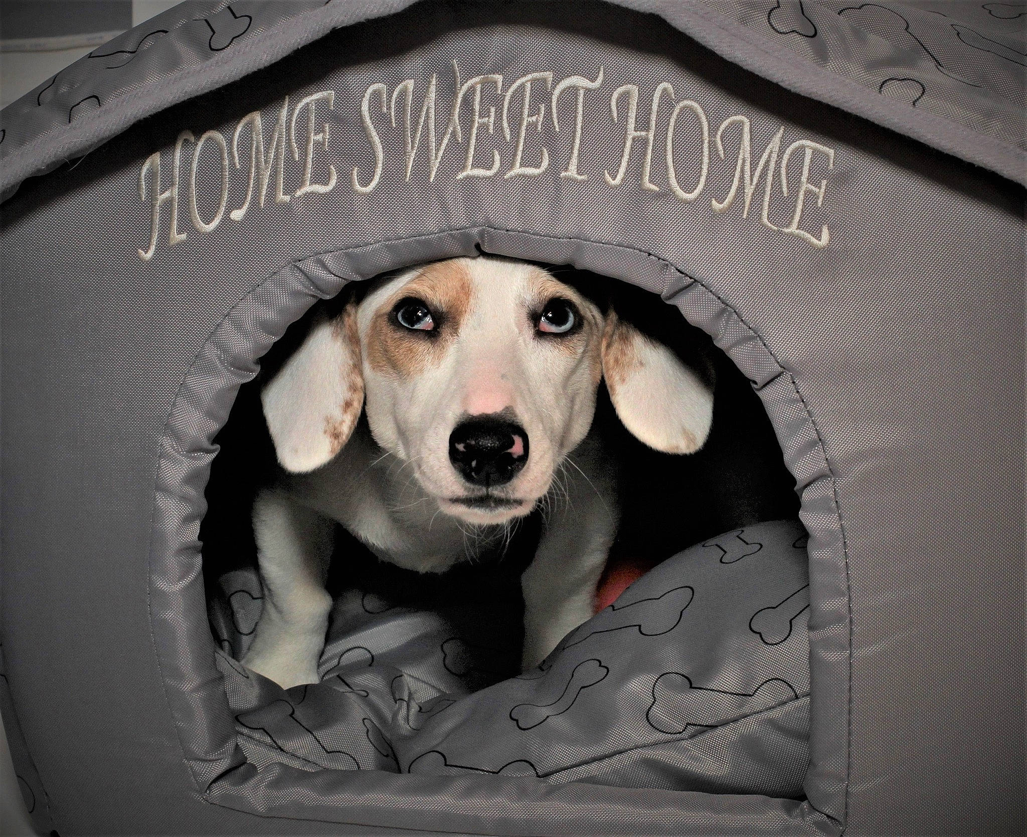 Indy Lily is registered to the contest to win money with this photo: auto_part, automotive_tire, automotive_wheel_system, carnivore, circle, companion_dog, dog, dog_breed, dog_supply, flash_photography, font, logo, manhole, pet_supply, snout, toy_dog, whiskers, working_animal