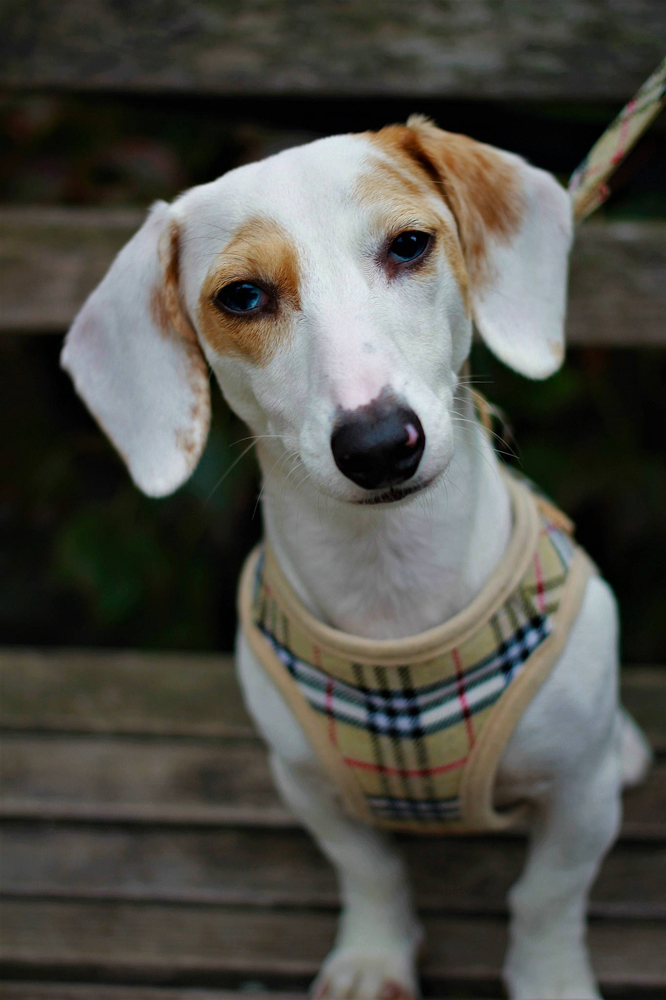 Indy Lily joined the competition — help win amazing prizes! canidae, carnivore, collar, companion_dog, dog, dog_breed, dog_collar, dog_supply, fawn, hunting_dog, pet_supply, snout, sporting_group, whiskers, wood, working_animal