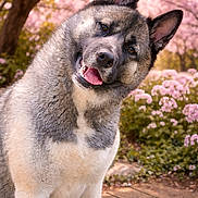 Akira participe au concours pour gagner de l'argent avec cette photo : akita, dog, animal, pet, head_tilt, flower, pink_flower, spring, outdoor, nature, greenery, wooden_path, portrait, cute, fur, ears, tongue, happy, canine, garden