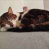 Mushu participe au concours pour gagner de l'argent avec cette photo : cat, tabby, sleeping, pet, animal, fur, whiskers, ears, tail, bed, indoor, resting, cute, cozy, soft, pink_teddy_bear, toy, quiet, calm, peaceful
