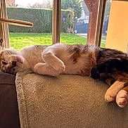 Mushu participe au concours pour gagner de l'argent avec cette photo : cat, feline, pet, indoor, window, sunlight, couch, blanket, relaxing, sleeping, fur, paws, domestic_animal, home, cozy, resting, quiet, daylight, garden, calm