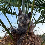 Koda participe au concours pour gagner de l'argent avec cette photo :