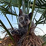 Koda a rejoint le concours — aidez-le/la à gagner de superbes lots ! kitten, cat, animal, pet, outdoor, nature, plant, palm_tree, greenery, sky, fur, whiskers, paw, eyes, young, cute, curious, playful, wildlife, sunlight
