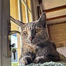 cat, gray_cat, pet, indoor, window, blanket, sunlight, yellow_eyes, fur, cozy, wooden_beams, brick_wall, door_handle, keys, resting, close_up, portrait, animal, domestic_cat, feline
