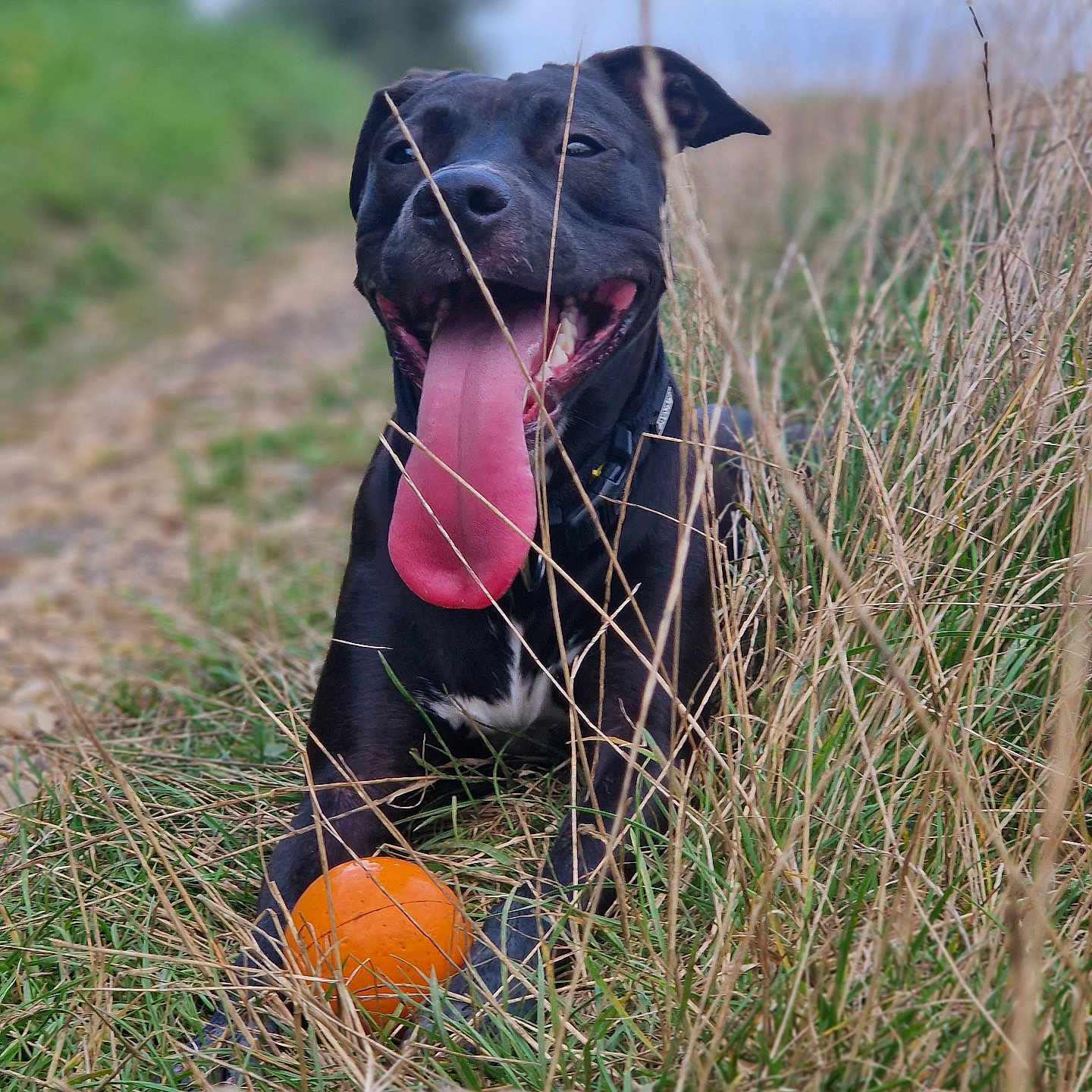 Naya a rejoint le concours — aidez-le/la à gagner de superbes lots ! animal, ball, canine, countryside, dog, football, grass, hound, labradorretriever, nature, outdoors, pet, plant, pointer, puppy, soccer, soccerball, sphere, sport, straw