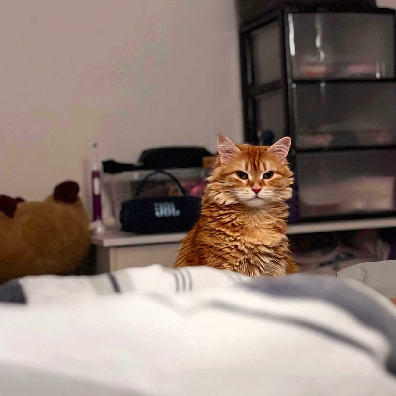 Lunchy a rejoint le concours — aidez-le/la à gagner de superbes lots ! cat, orange_cat, fluffy, bedroom, indoor, pet, feline, fur, looking, sitting, stuffed_animal, storage_drawers, household_items, bed, blanket, cozy, domestic, animal, cute, curious