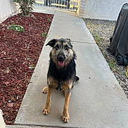 Dobby joined the competition — help win amazing prizes! dog, animal, pet, outdoor, sidewalk, garden_bed, mulch, concrete, gate, car, gravel, happy, tongue_out, scruffy, fence, shrub, daylight, yard, covered_object, residential