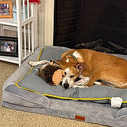 Riley joined the competition — help win amazing prizes! dog, dog_bed, toy, hedgehog_toy, indoor, carpet, fireplace, shelf, photoframe, brown_dog, white_markings, sleeping, resting, plush_bed, cuddling, cozy, home_interior, decor, calm, pet