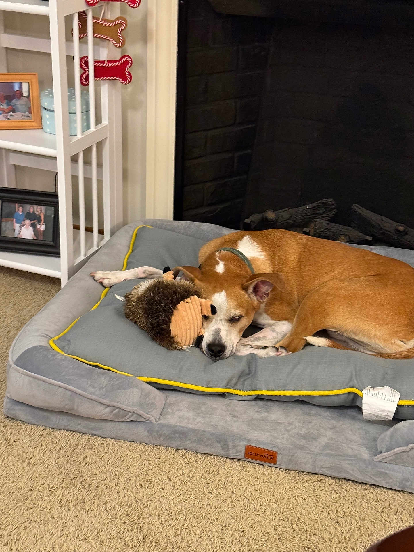 Riley joined the competition — help win amazing prizes! dog, dog_bed, toy, hedgehog_toy, indoor, carpet, fireplace, shelf, photoframe, brown_dog, white_markings, sleeping, resting, plush_bed, cuddling, cozy, home_interior, decor, calm, pet
