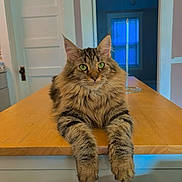 Kiara is registered to the contest to win money with this photo: animal, cat, cute, domestic, door, feline, fluffy, fur, green_eyes, house, indoor, looking, mammal, paws, pet, relaxed, room, tabby_cat, window, wooden_counter