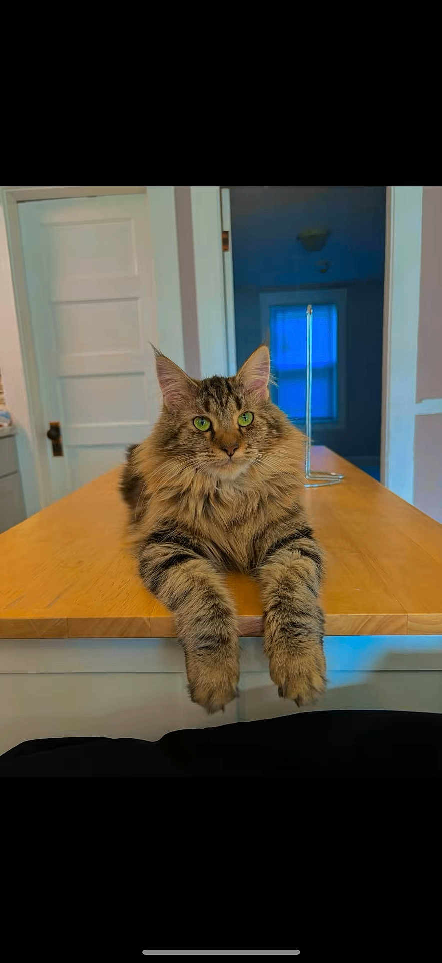 Kiara is registered to the contest to win money with this photo: animal, cat, cute, domestic, door, feline, fluffy, fur, green_eyes, house, indoor, looking, mammal, paws, pet, relaxed, room, tabby_cat, window, wooden_counter