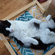 Tchoupi a rejoint le concours — aidez-le/la à gagner de superbes lots ! animal, architecture, box, building, cat, couch, drawer, furniture, hardwood, homedecor, indoors, interiordesign, kitten, livingroom, manx, pet, plywood, room, table, wood