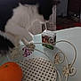 cat, juice_box, table, orange, kitchen, curious, black_and_white, pet, animal, domestic, indoor, drinking, fruit, decorative_tray, metal_tray, straw, curiosity, funny, household, closeup