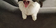 Choupi participe au concours pour gagner de l'argent avec cette photo : animal, armrest, black_and_white, cat, couch, cozy, cute, feline, fur, gray, home, indoor, mammal, pet, tail, teeth, tongue, whiskers, wooden_floor, yawning
