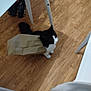 cat, black_and_white, paper_bag, wooden_floor, indoor, furniture_legs, table, chair, curious, pet, animal, domestic, playful, stuck, looking_up, flooring, household, funny, mischievous, whiskers