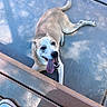 dog, tongue_out, happy, lying_down, concrete, bench, shadow, sunlight, outdoor, pet, canine, snout, ears, white_and_brown, pavement, shoe, lace, daylight, relaxing, animal