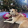 Papi joined the competition — help win amazing prizes! dog, christmas_tree, tree_lights, tree_skirt, indoor, wood_floor, decorations, resting, pet, holiday, festive, collar, brown, white, canine, calm, side_view, living_room, natural_light, relaxed