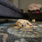 Papi is registered to the contest to win money with this photo: puppy, dog, sleeping, stick, carpet, indoor, living_room, furniture, couch, blurred_background, pet, cute, resting, cozy, home, animal, young, calm, floor, domestic