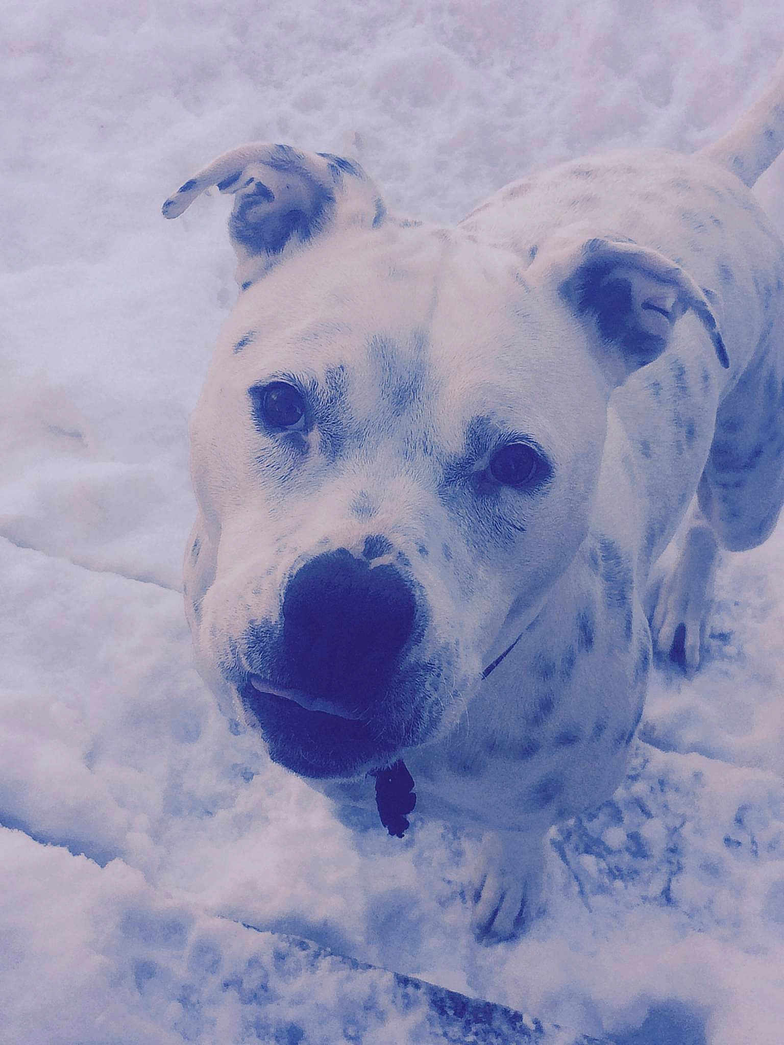 Brody