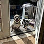 Griffin joined the competition — help win amazing prizes! dog, pets, outdoor, doorway, sunlight, shadow, smiling_dog, happy, floor, rug, tile, chair, blanket, patio, plants, collar, leash, wooden_floor, open_door, animal