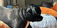 Griffin is registered to the contest to win money with this photo: dog, black_dog, couch, blanket, living_room, lamp, cushion, orange, white, pet, indoor, furniture, cozy, home, animal, canine, resting, domestic, comfort, side_view