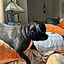 dog, black_dog, couch, blanket, living_room, lamp, cushion, orange, white, pet, indoor, furniture, cozy, home, animal, canine, resting, domestic, comfort, side_view