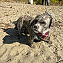 Griffin is registered to the contest to win money with this photo: dog, muddy, sand, beach, bandana, animal, pet, outdoor, bench, person, tree, autumn, leaves, nature, sunlight, shadow, fur, canine, park, recreation