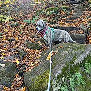 Griffin is registered to the contest to win money with this photo: dog, bandana, leash, rocks, moss, autumn, fall_leaves, forest, person, hiking, trail, sunlight, trees, steps, outdoor, nature, canine, walking, scenic, adventure