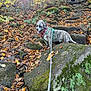 dog, bandana, leash, rocks, moss, autumn, fall_leaves, forest, person, hiking, trail, sunlight, trees, steps, outdoor, nature, canine, walking, scenic, adventure