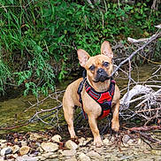 Ollie participe au concours pour gagner de l'argent avec cette photo : animal, bulldog, canine, chihuahua, dog, frenchbulldog, jungle, land, nature, outdoors, pet, plant, puppy, rainforest, rock, stream, tree, vegetation, water, woodland