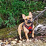 animal, bulldog, canine, chihuahua, dog, frenchbulldog, jungle, land, nature, outdoors, pet, plant, puppy, rainforest, rock, stream, tree, vegetation, water, woodland